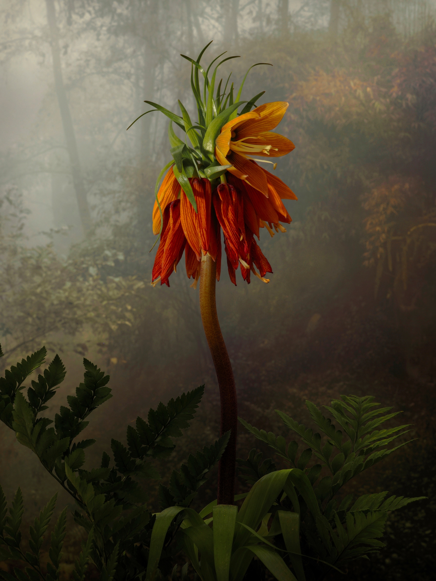 Fritallaria Imperialis